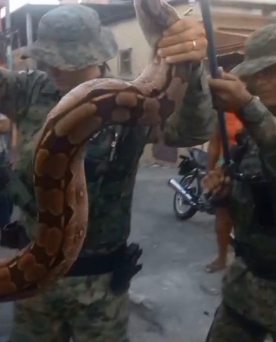 Serpente de 3 metros é resgatada em bairro de Salvador; ninguém se feriu
