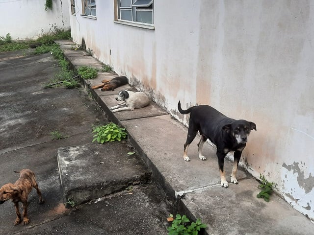 Câmara de Feira aprova Projeto que cria, na estrutura do Município, um Fundo de Proteção Animal