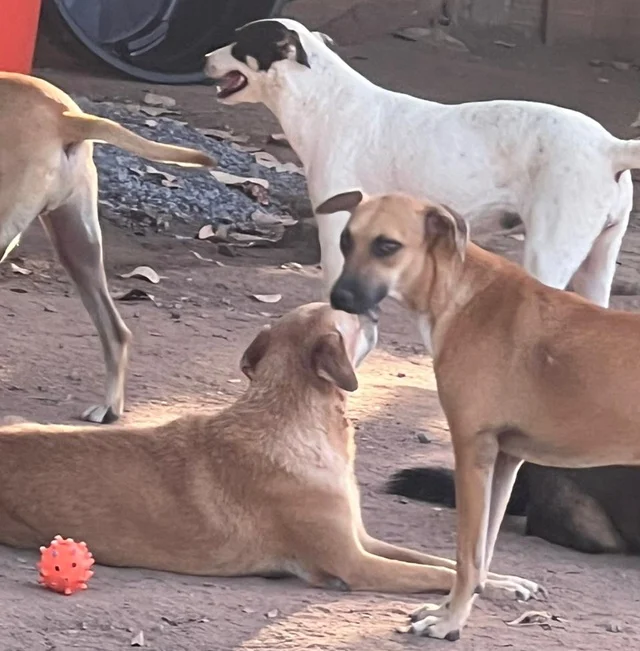 Prefeito Colbert anuncia contrato para castração de animais de rua e possível implantação de clínica PET