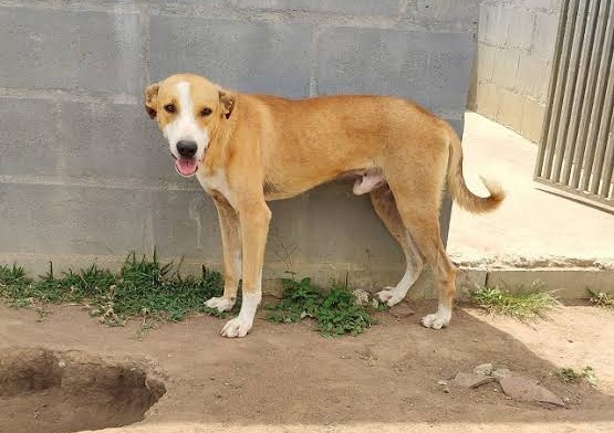Vereador propõe canal de denúncias contra maus-tratos a animais em Feira de Santana