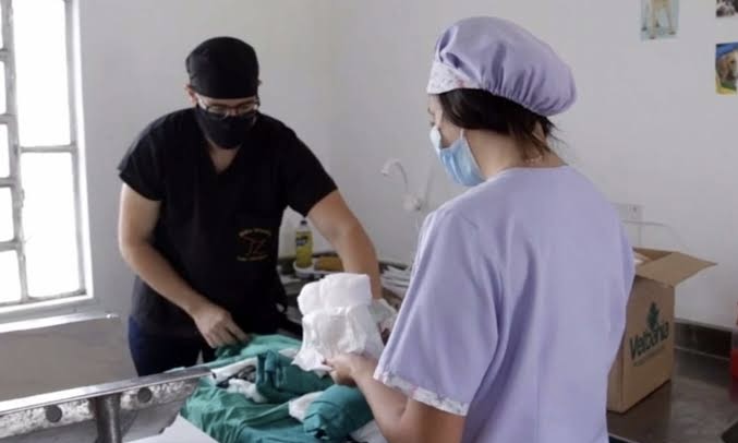 Vereador indica à Prefeitura de Feira incentivo à castração de cães e gatos