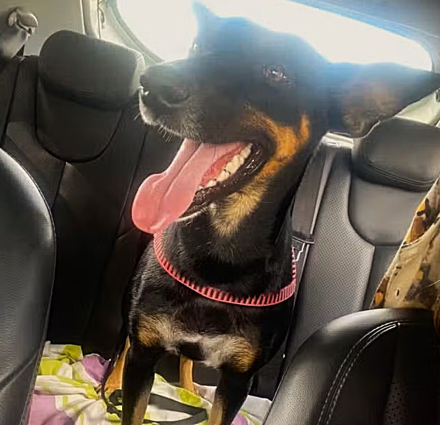 Cadela adotada por comunidade acadêmica é morta a tiros na Bahia