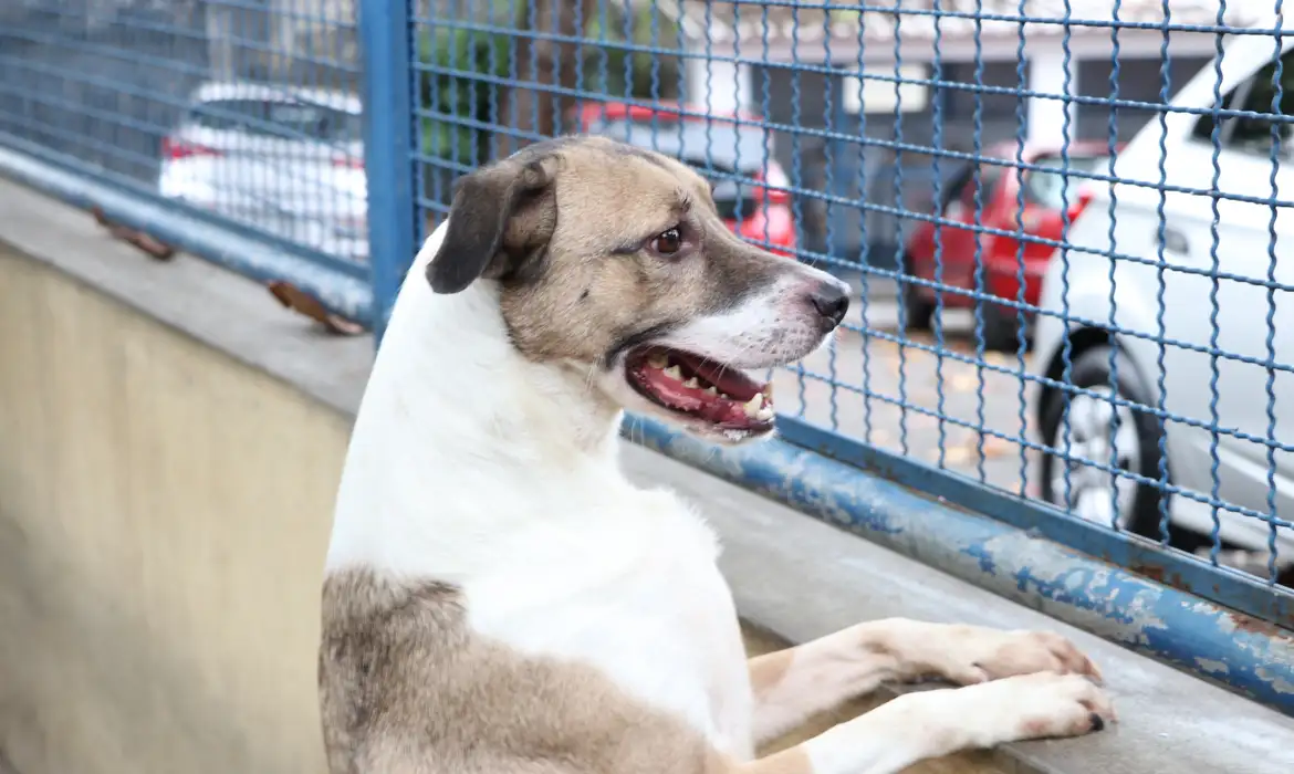 Fogos de artifício acarretam sofrimento físico e risco para animais, dizem especialistas