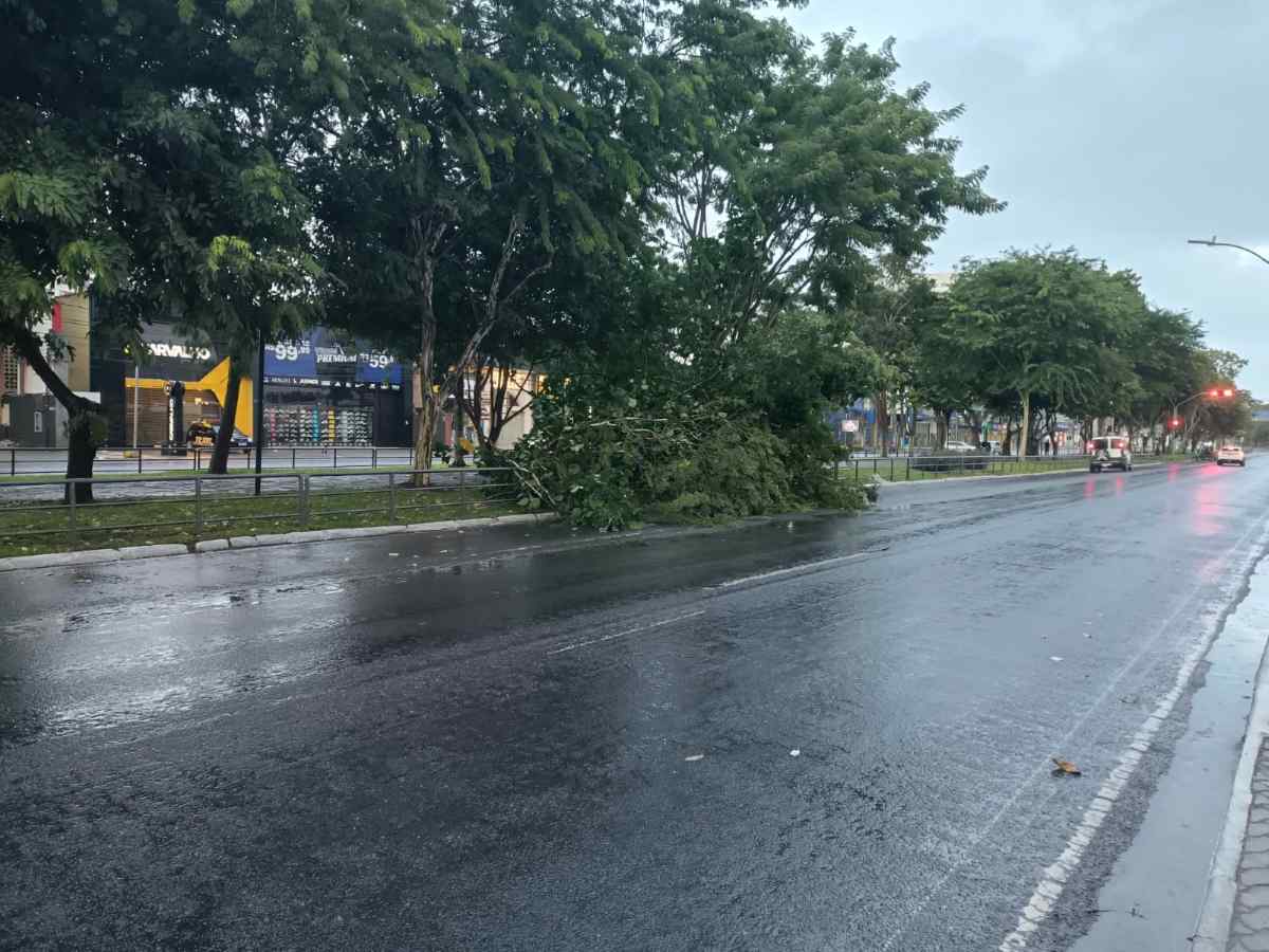 Após forte chuva na madrugada, àrvore cai na Avenida Getúlio Vargas e interdita faixa em Feira de Santana