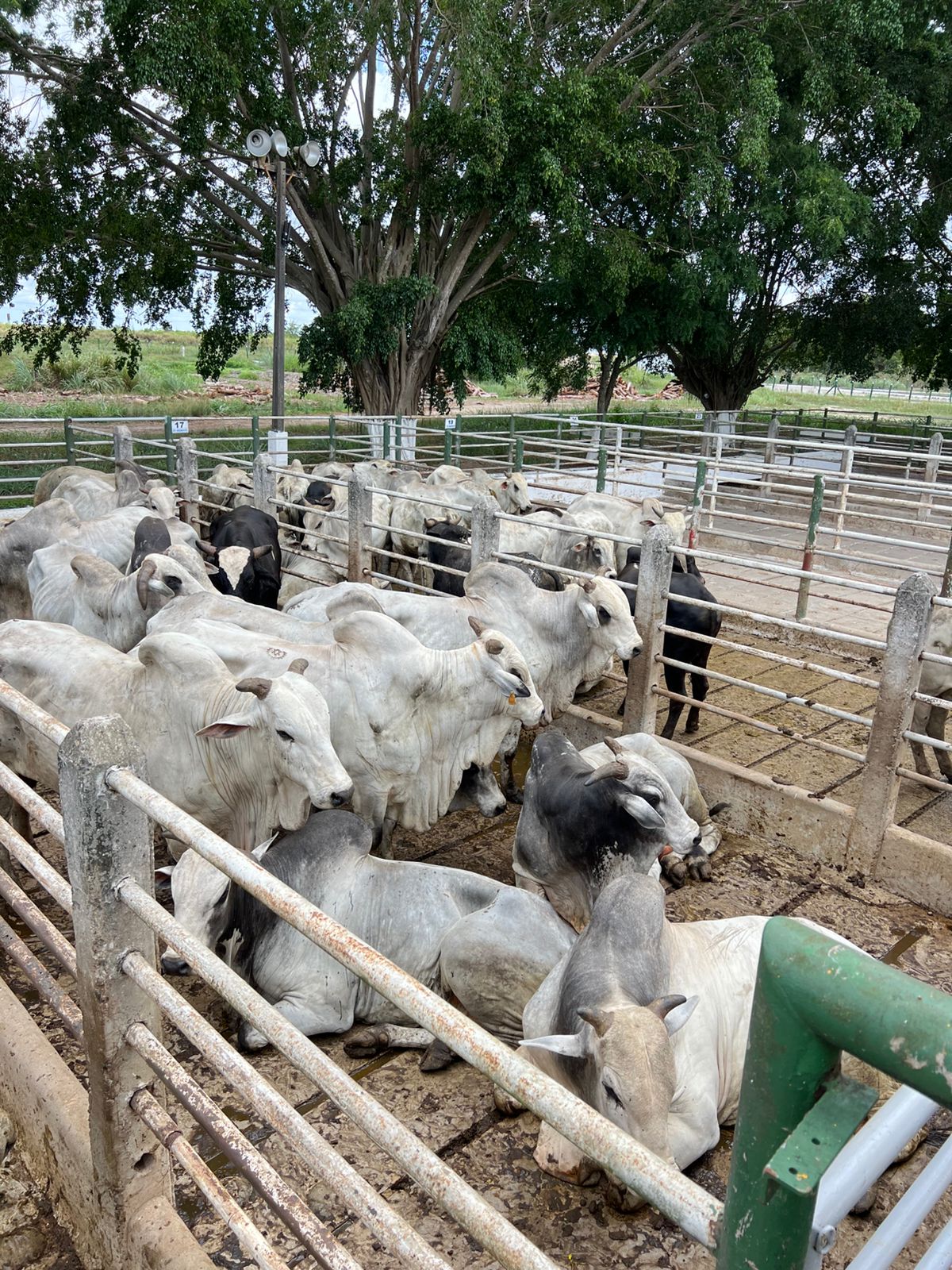 Arroba do boi gordo recua para R$ 345 em Feira de Santana após três semanas em R$ 350