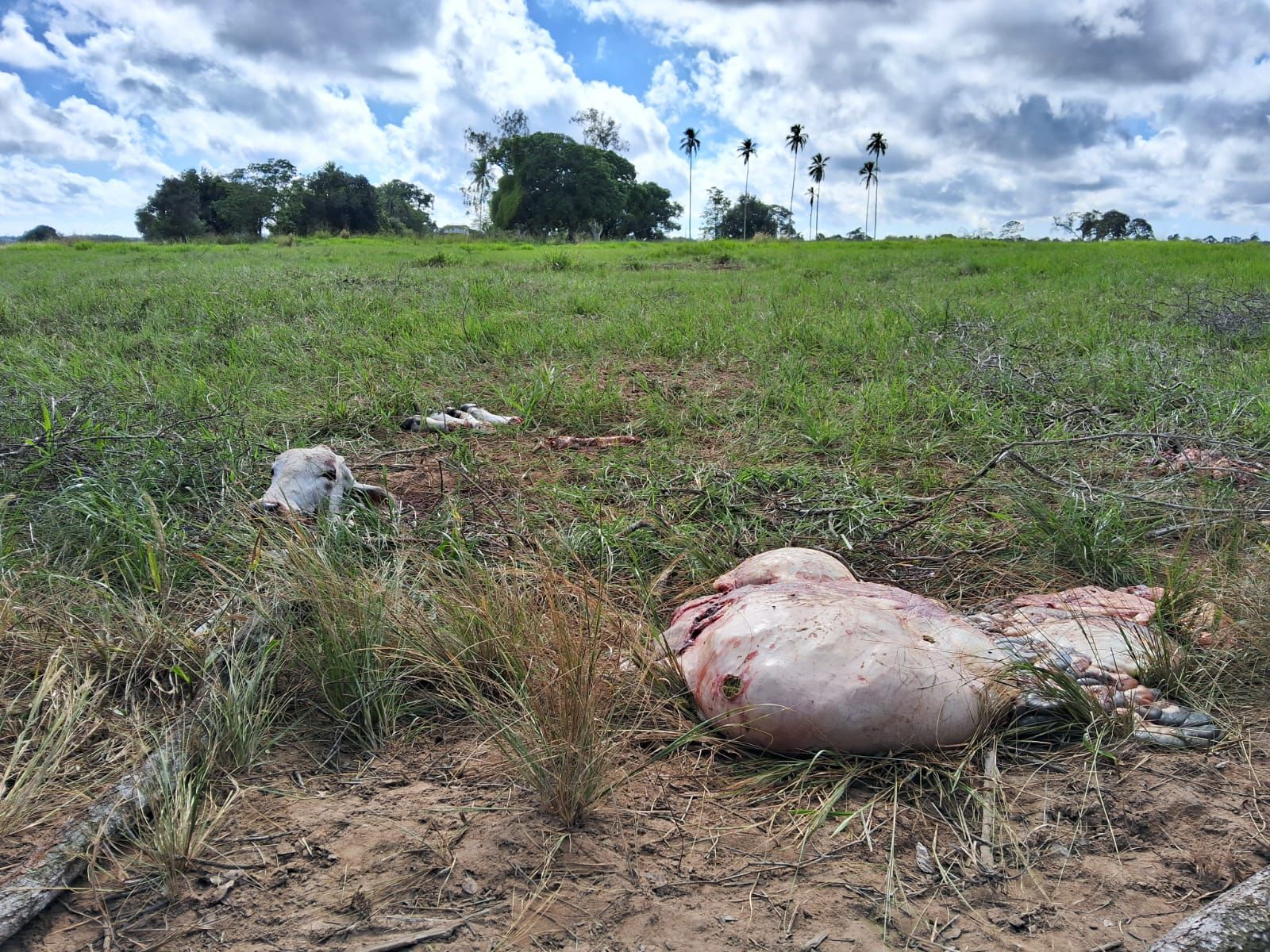 Abate clandestino de gado preocupa produtores rurais, em Feira de Santana