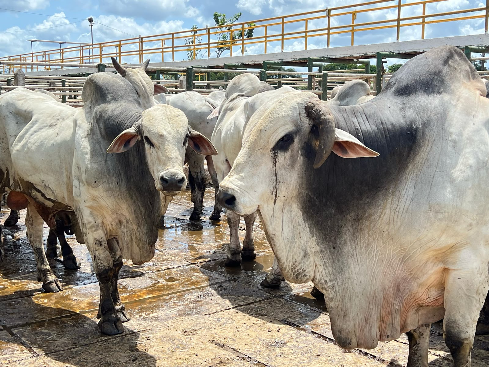 Aumento dos estoques de carne faz o preço da arroba do boi recuar para R$ 320, na região de Feira de Santana
