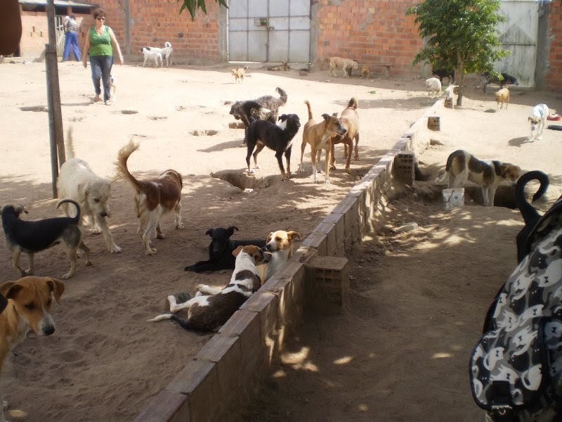 Cooperfeira doa uma tonelada de ração à APA e reforça apoio à causa animal em Feira de Santana