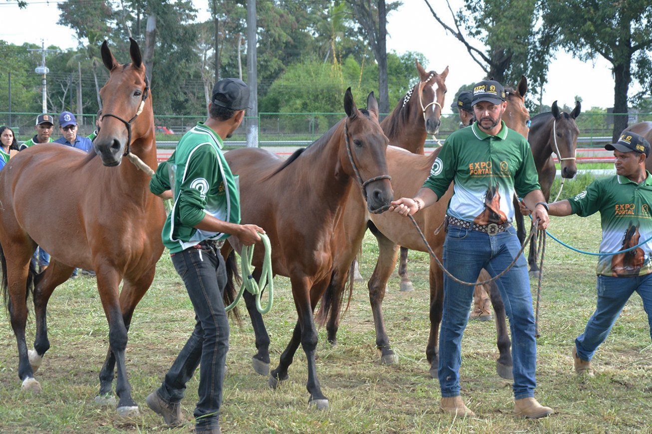 Expo Portal 2026 transforma Feira de Santana em centro da pecuária equestre