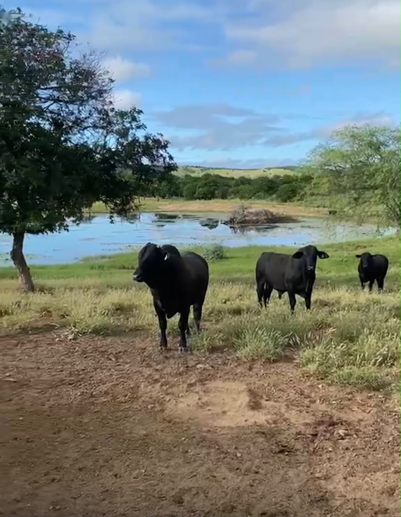 Estoque elevado de carne mantém pressão sobre mercado e arroba segue em R$ 320, na região de Feira